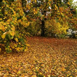 Autumn leaves fallen on tree in forest