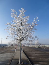 Tree in city against clear sky