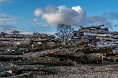 Stack of logs in forest