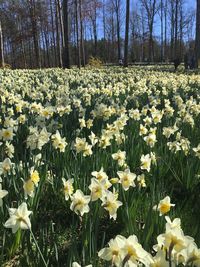 View of flowers growing in field