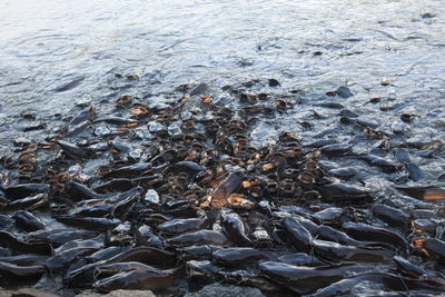 High angle view of fish in sea