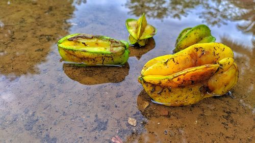 High angle view of yellow fruits on beach