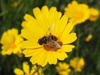 Bee on a yellow daisy.