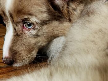 Close-up of dog looking away