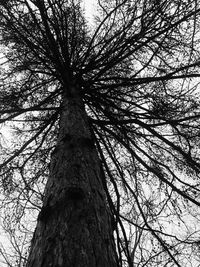 Low angle view of bare tree against sky