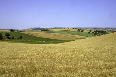 Scenic view of agricultural field against clear sky