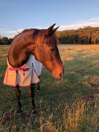 View of horse on field