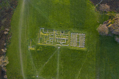 High angle view of green plants on field