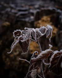 Close-up of frozen plant during winter