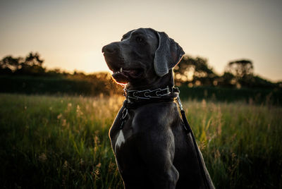 Dog looking away on grassy field