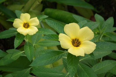 Close-up of yellow flowers blooming outdoors