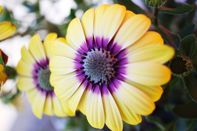 Close-up of yellow flowers blooming outdoors