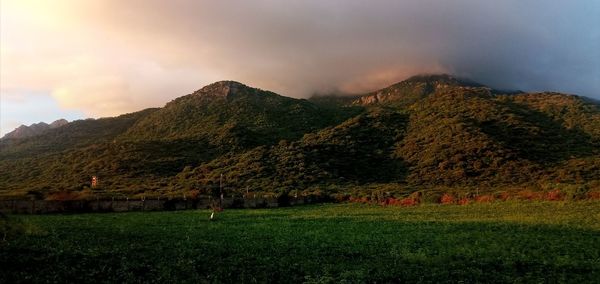 Scenic view of field against sky