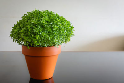 Close-up of potted plant on table