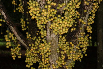 Close-up of grapes growing in vineyard