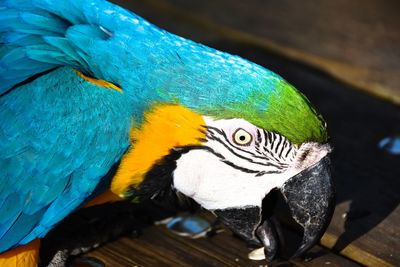 Close-up of a parrot