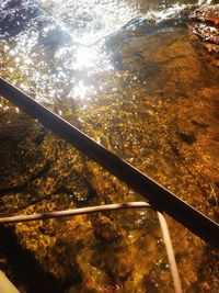 View of trees in water