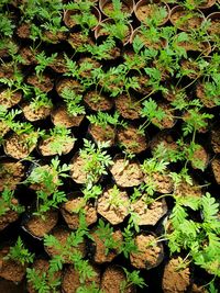 High angle view of leaves on field