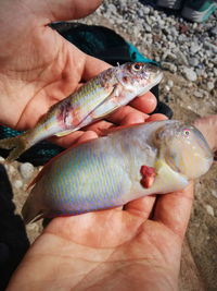 Close-up of man holding fish