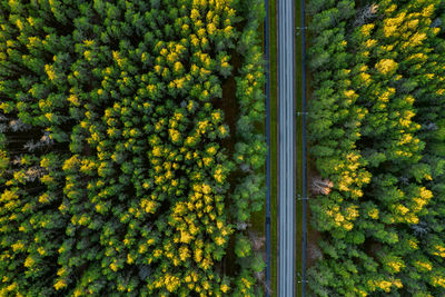 Full frame shot of yellow flowering plants