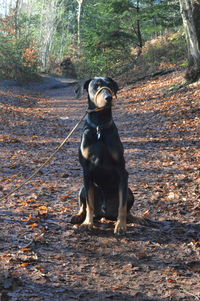 Portrait of dog sitting on tree