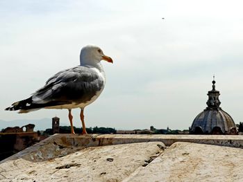 Seagull perching on a wall