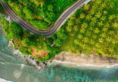 High angle view of fresh green plants by trees