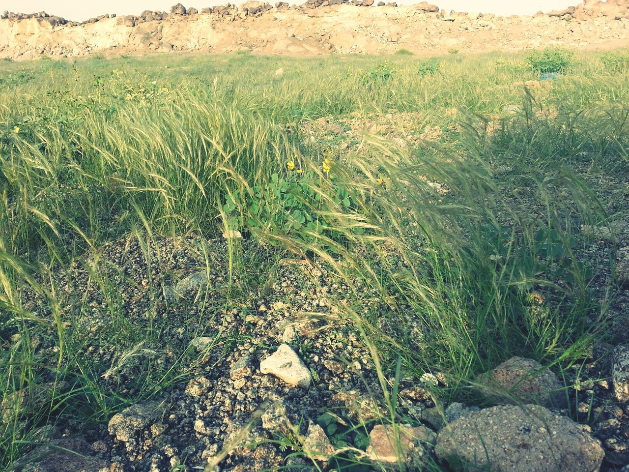 grass, field, growth, high angle view, plant, nature, grassy, tranquility, landscape, green color, beauty in nature, tranquil scene, day, rural scene, outdoors, sunlight, no people, agriculture, scenics, farm