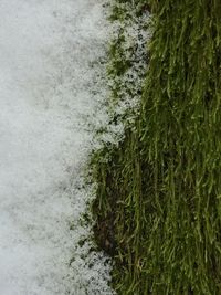 High angle view of plants during winter