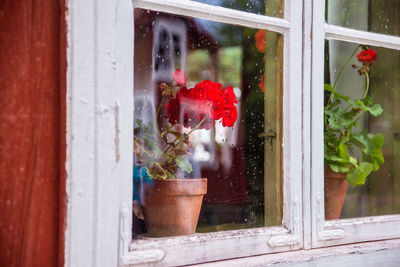 Potted plant on glass window of building