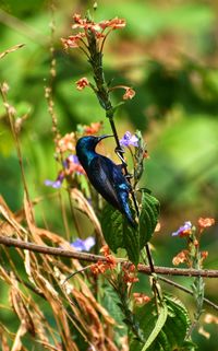 Close-up of bird perching on branch