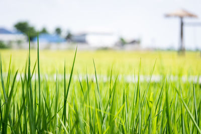 Close-up of rice plant and soft leaves focus green rice fields