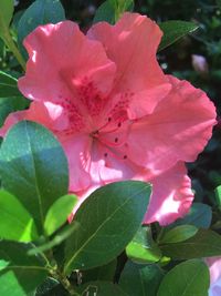 Close-up of pink flower