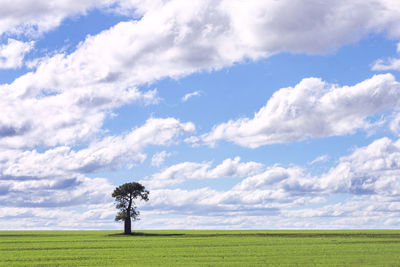 One single boab tree in green field of wheat against blue sky and clouds.
