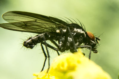 Close-up of insect on yellow flower