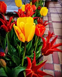 Close-up of red flowers