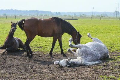 Horse on field against sky