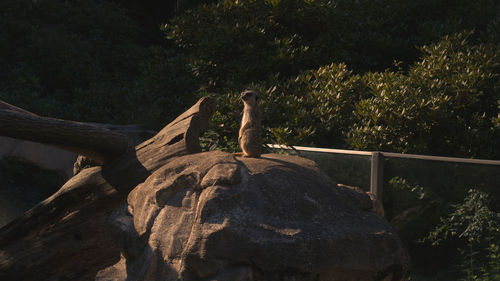 View of bird perching on rock