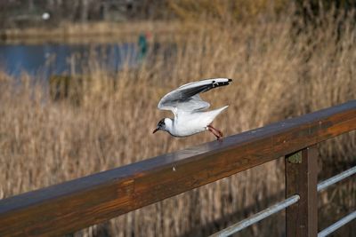 Seagull perching on railing