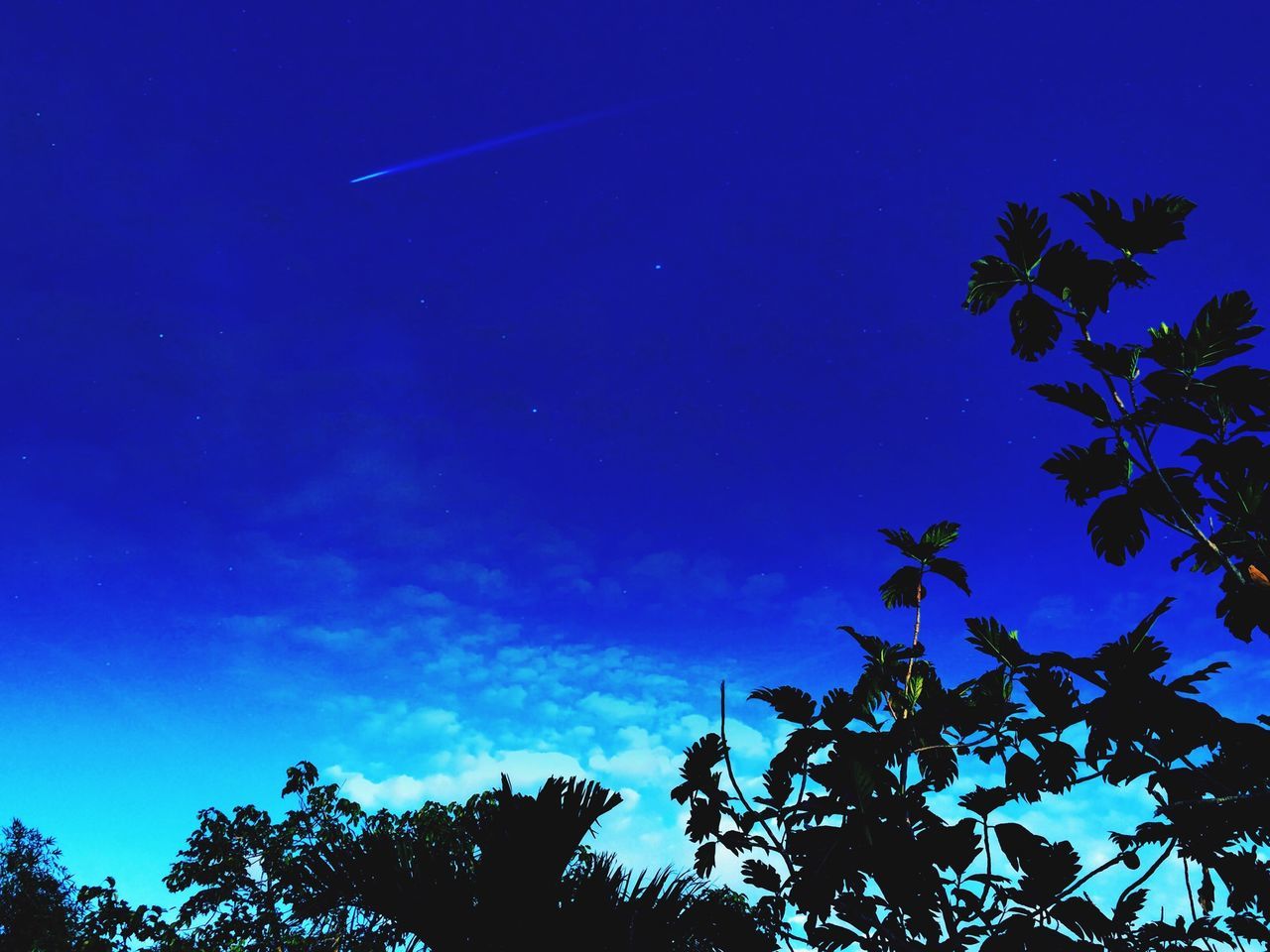 low angle view, tree, blue, clear sky, silhouette, sky, nature, growth, high section, beauty in nature, branch, treetop, tranquility, night, scenics, moon, outdoors, copy space, no people, vapor trail