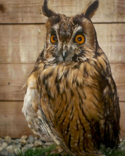 Close-up portrait of owl on wood