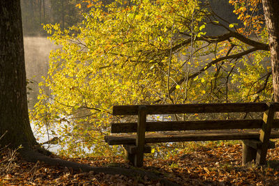 Bench in park during autumn