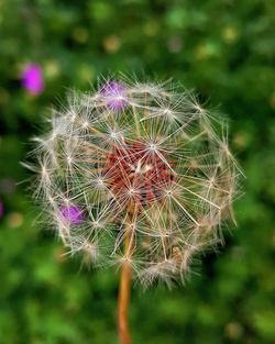 Close-up of dandelion flower on field