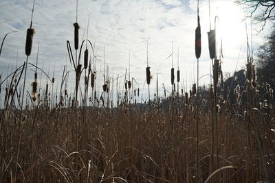 Close-up of crops on field against sky