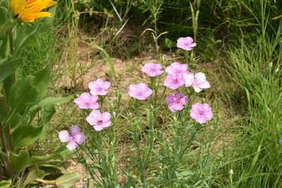 High angle view of pink flowers blooming on field