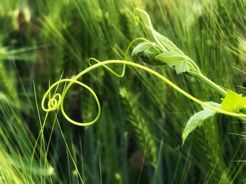 Close-up of green plant growing on field