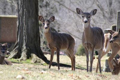 Portrait of deer standing on field