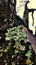 Close-up of tree