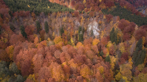 High angle view of trees in forest during autumn