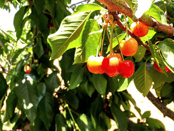 Close-up of fruits growing on tree